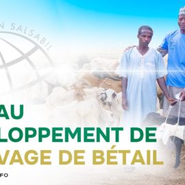 Benin : Aid for sheep farming development