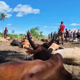 Aïd al-Adha 2026 en Tanzanie : l’Association Salsabil distribue de la viande aux familles de Bagamoyo Aïd al-Adha 2026 en Tanzanie : l’Association Salsabil distribue de la viande aux familles de Bagamoyo