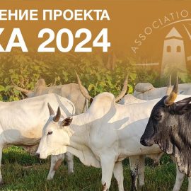 Объявление проекта АДХА 2024